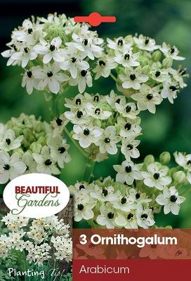 arabicum