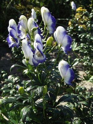 Bicolor (x 25)