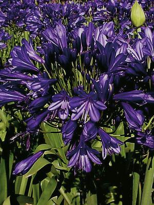 Blue Velvet (x 25)