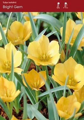 Batalinii Bright Gem