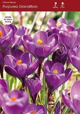 Purpureus Grandiflorus