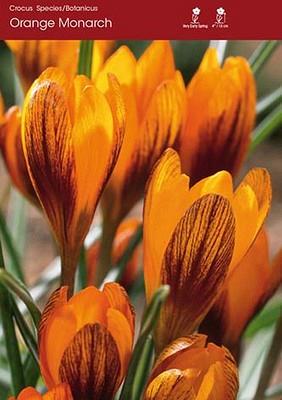 Orange Monarch