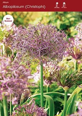 Christophii (albopilosum)