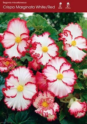 Crispa Marginata White/Red