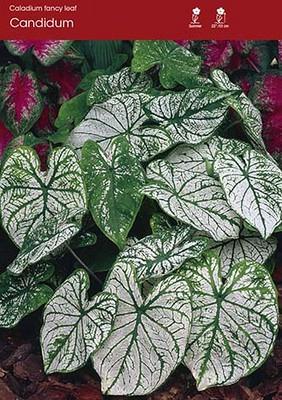 Candidum