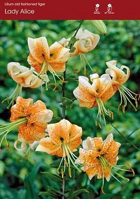Lady Alice