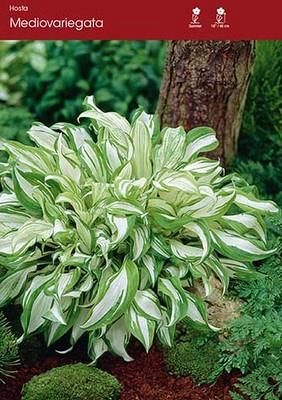 mediovariegata
