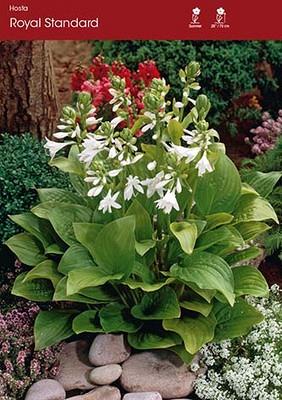 Royal Standard