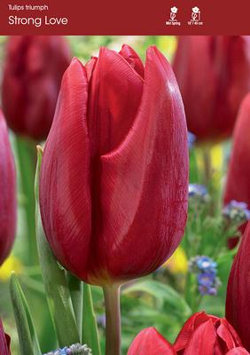 Strong Love