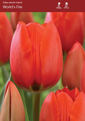 Worlds Fire