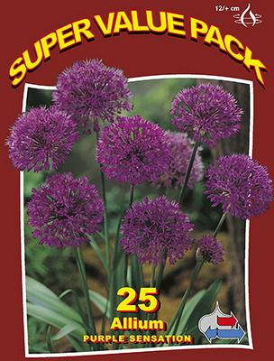 Purple Sensation 20x20