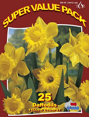 Yellow Daffodils 10x25