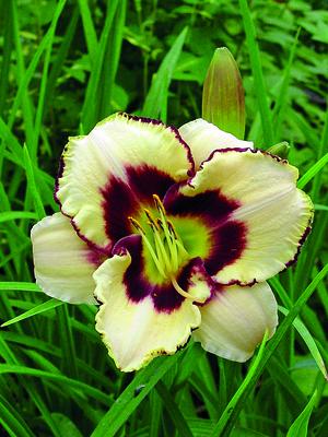 Canadian Border Patrol