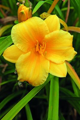 Stella de Oro