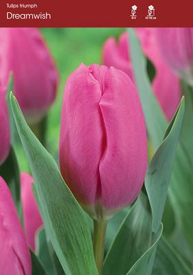 Dreamwish