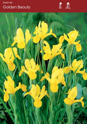 Golden Beauty