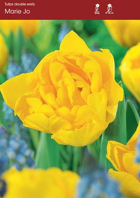 Marie Jo