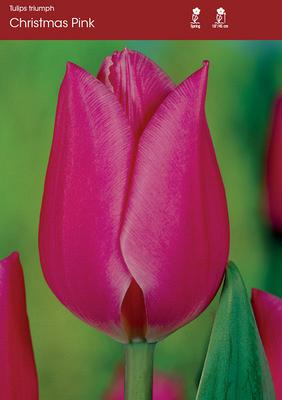 Christmas Pink