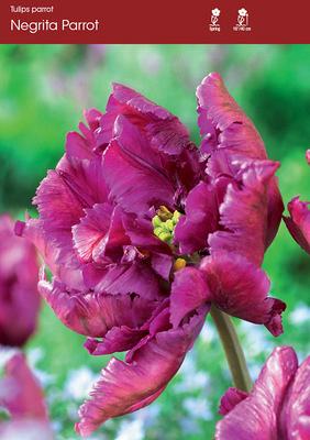 Negrita Parrot