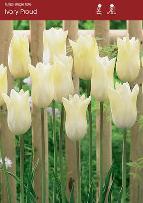 Ivory Proud