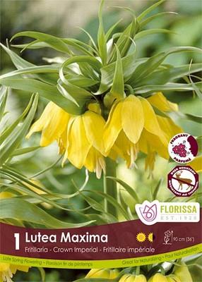 Lutea