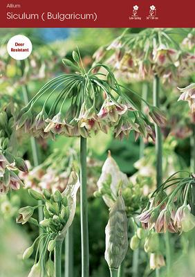 siculum Bulgaricum