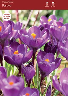 Purpureus Grandiflorus