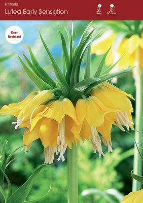 Lutea