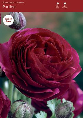 Pauline