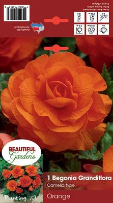 Double Camelia Orange