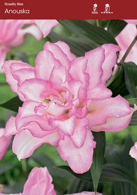 Anouska