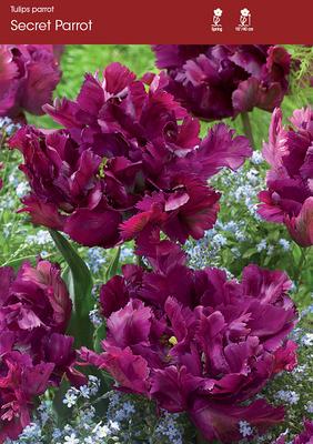 Secret Parrot