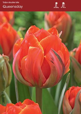 Queensday