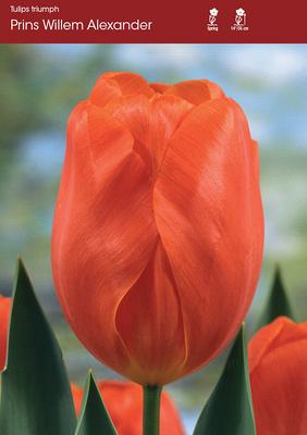 Prins Willem Alexander