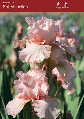 Pink Attraction
