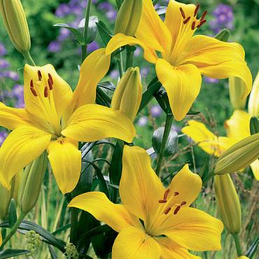 County Yellow