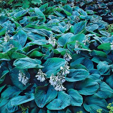 Bressingham Blue
