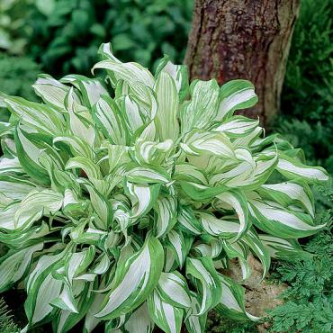 mediovariegata