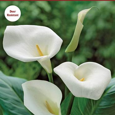 aethiopica