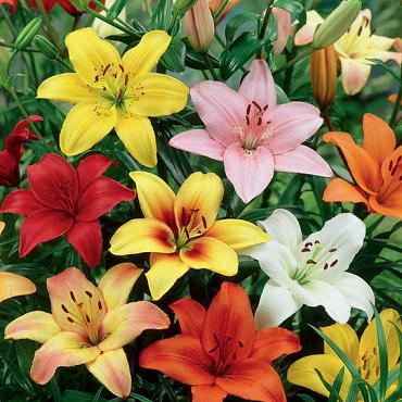 Mixed Asiatic