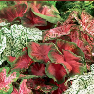 Mixed Fancy Leaf