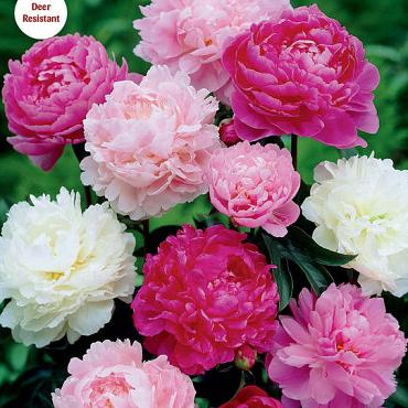 Double flowered Mix