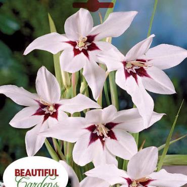 Murielae