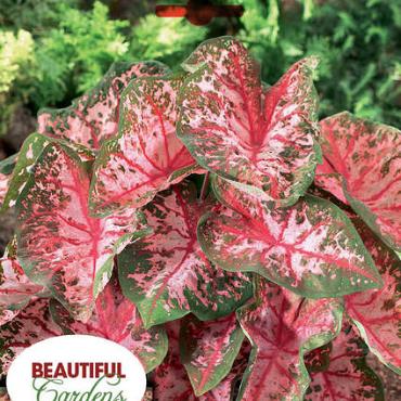 Caladium Carolyn Whorton 4x (x4)