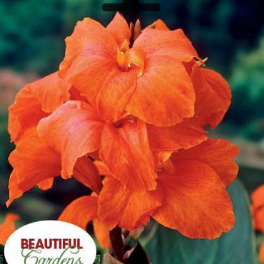 Orange Beauty