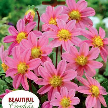 Topmix Pink