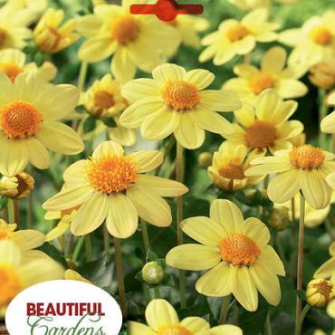 Topmix Yellow