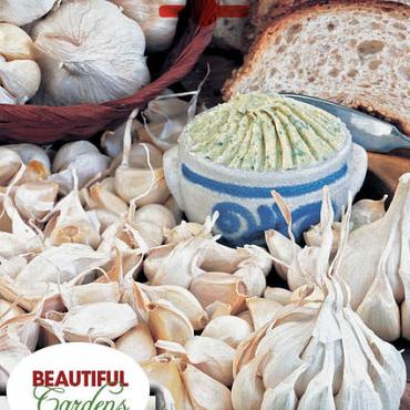 Garlic