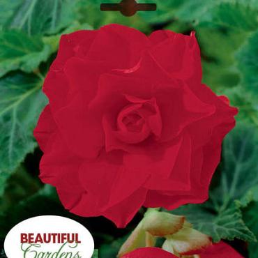 Double Camelia Red