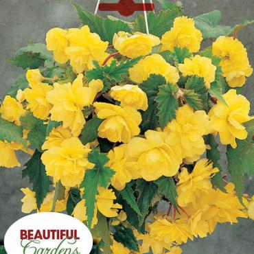 Pendula Yellow